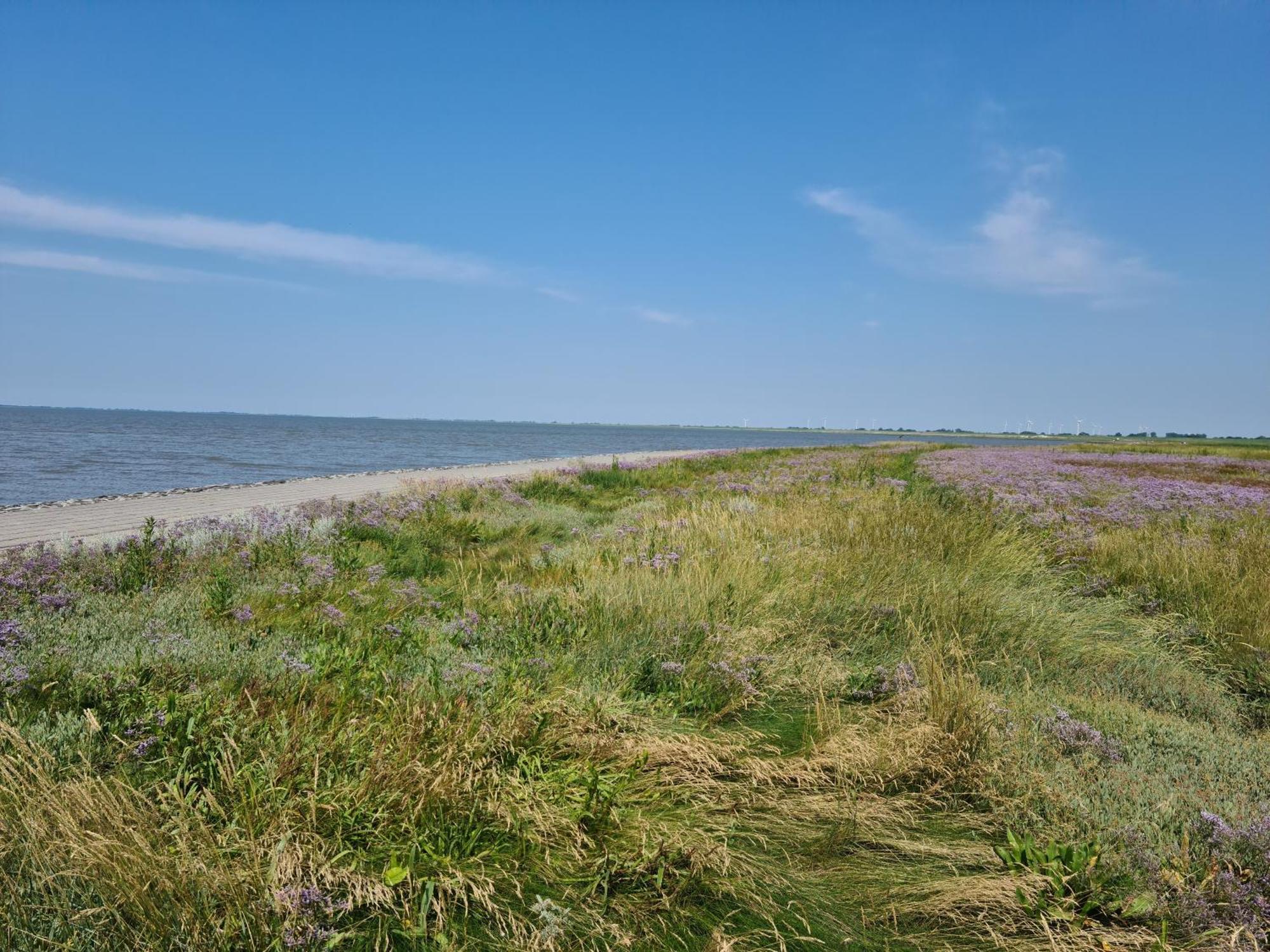 Haus Pudelwohl - Hundefreundliches Ferienhaus An Der Nordseekueste Sehestedt  Eksteriør billede